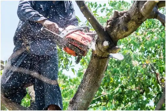 tree services Utah